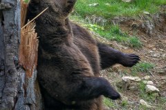 Ours brun d'Europe (Ursus arctos arctos)