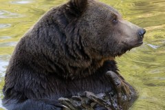 Ours brun d'Europe (Ursus arctos arctos)