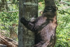 Ours brun d'Europe (Ursus arctos arctos)