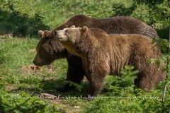 Ours brun d'Europe (Ursus arctos arctos)