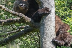 Ours brun d'Europe (Ursus arctos arctos)