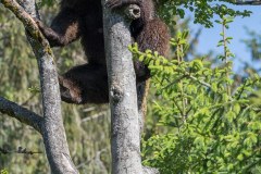 Ours brun d'Europe (Ursus arctos arctos)