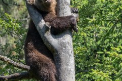 Ours brun d'Europe (Ursus arctos arctos)