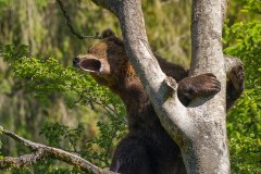 Ours brun d'Europe (Ursus arctos arctos)