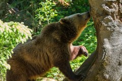 Ours brun d'Europe (Ursus arctos arctos)