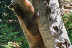 Ours brun d'Europe (Ursus arctos arctos)