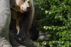 Ours brun d'Europe (Ursus arctos arctos)