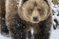 Ours brun d'Europe (Ursus arctos arctos)