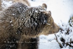 Ours brun d'Europe (Ursus arctos arctos)