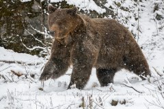 Ours brun d'Europe (Ursus arctos arctos)