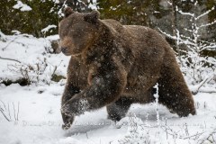 Ours brun d'Europe (Ursus arctos arctos)