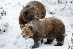 Ours brun d'Europe (Ursus arctos arctos)