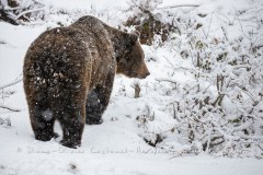 Ours brun d'Europe (Ursus arctos arctos)