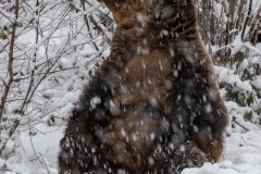 Ours brun d'Europe (Ursus arctos arctos)