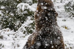 Ours brun d'Europe (Ursus arctos arctos)