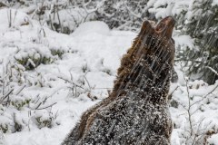 Ours brun d'Europe (Ursus arctos arctos)