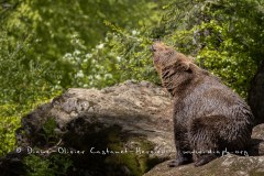 Ours brun d'Europe (Ursus arctos arctos)