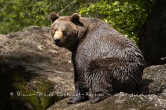 Ours brun d'Europe (Ursus arctos arctos)