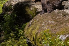 Ours brun d'Europe (Ursus arctos arctos)