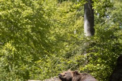 Ours brun d'Europe (Ursus arctos arctos)