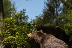 Ours brun d'Europe (Ursus arctos arctos)