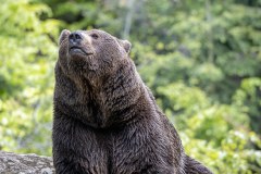 Ours brun d'Europe (Ursus arctos arctos)