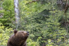 Ours brun d'Europe (Ursus arctos arctos)