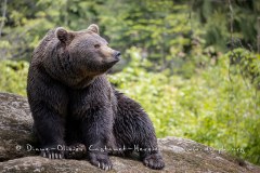 Ours brun d'Europe (Ursus arctos arctos)