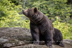 Ours brun d'Europe (Ursus arctos arctos)