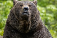 Ours brun d'Europe (Ursus arctos arctos)