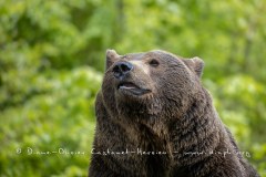 Ours brun d'Europe (Ursus arctos arctos)