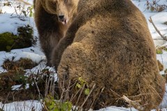 Ours brun d'Europe (Ursus arctos arctos)