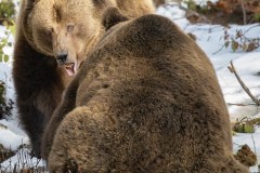 Ours brun d'Europe (Ursus arctos arctos)