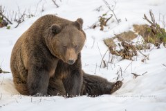 Ours brun d'Europe (Ursus arctos arctos)