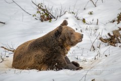 Ours brun d'Europe (Ursus arctos arctos)