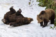 Ours brun d'Europe (Ursus arctos arctos)