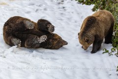 Ours brun d'Europe (Ursus arctos arctos)