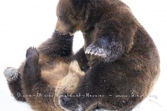 Ours brun d'Europe (Ursus arctos arctos)