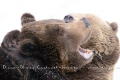 Ours brun d'Europe (Ursus arctos arctos)