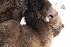 Ours brun d'Europe (Ursus arctos arctos)