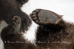 Ours brun d'Europe (Ursus arctos arctos)