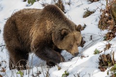 Ours brun d'Europe (Ursus arctos arctos)