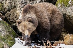 Ours brun d'Europe (Ursus arctos arctos)