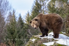 Ours brun d'Europe (Ursus arctos arctos)