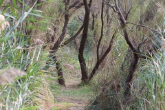 Chemin de la mare