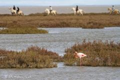 Pascale-Hervieu-2016-Flamants roses-5097