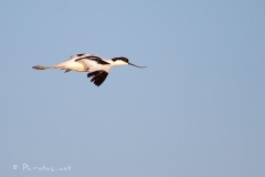 Pascale-Hervieu-2011-Avocettes élégantes-6457