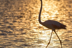 Pascale-Hervieu-2014-Flamants roses-0144