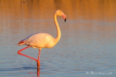 Pascale-Hervieu-2015-Flamants roses-6976