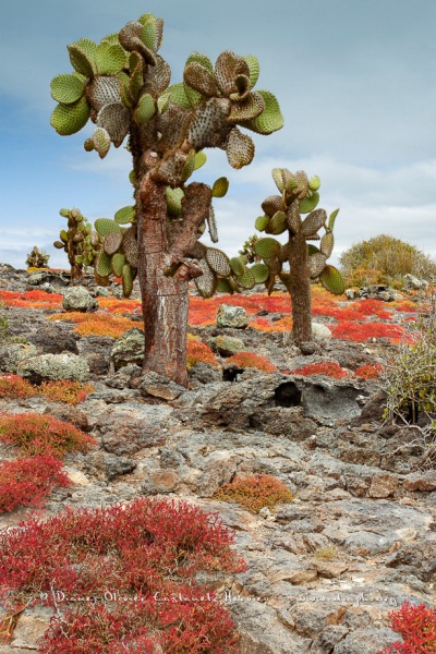 Cactus géant (Opuntia echios)